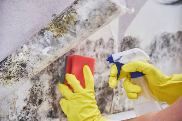 Reliable Trenton, MI Mold Removal Services Solutions